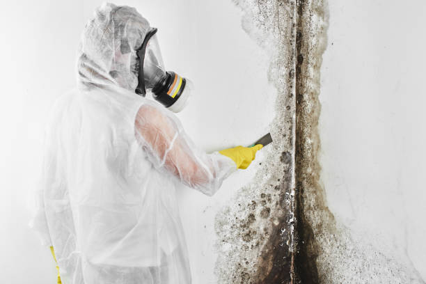 Best Attic Mold Removal  in Laware City, DE