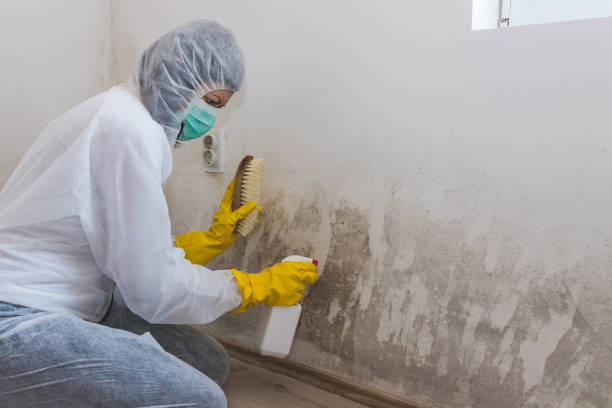 Best Emergency Mold Removal  in Laware City, DE