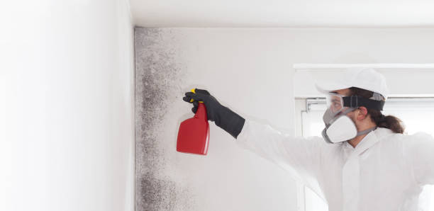 Mold Removal Process in Delaware City, DE