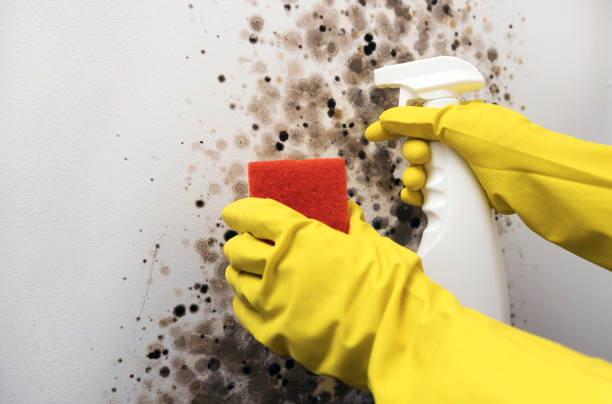 Best Office Mold Removal Services  in Laware City, DE