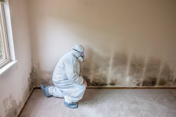 Best Home Mold Removal  in Laware City, DE