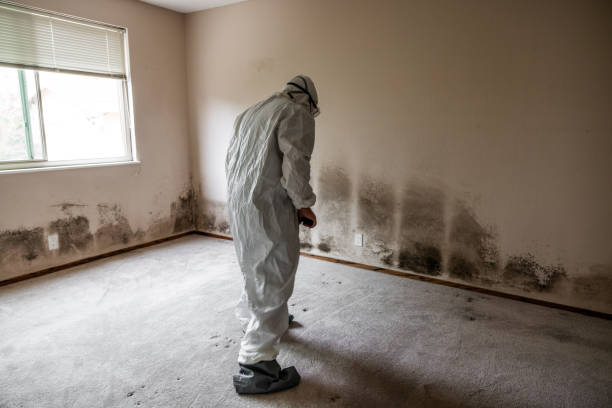 Best Mold Testing and Removal  in Laware City, DE