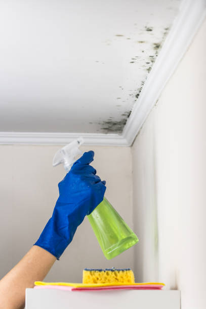 Best Mold Removal Company Near Me  in Laware City, DE