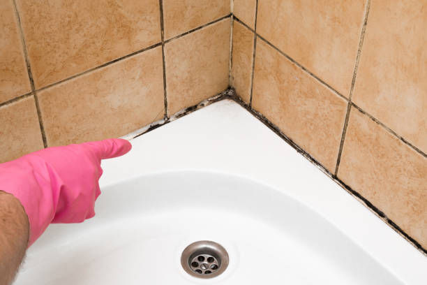 Best Black Mold Removal  in Laware City, DE